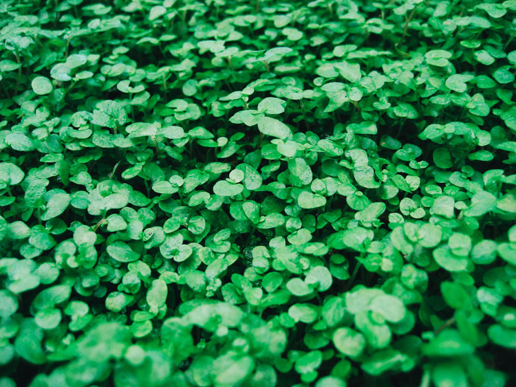 Columbus St. Patrick's Day