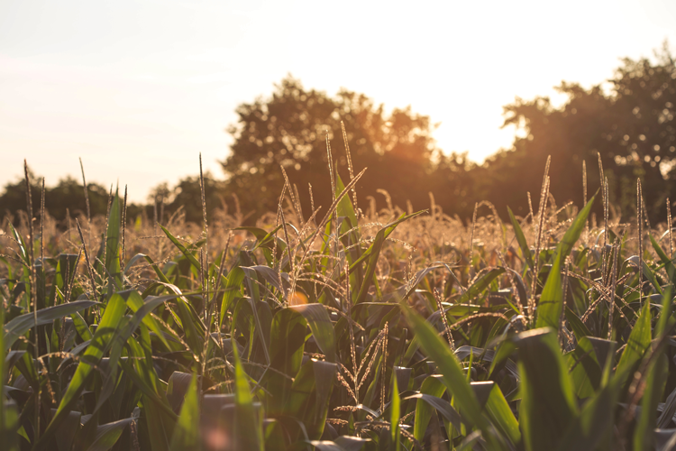 Pumpkin Patches in Akron & Canton